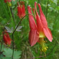 Aquilegia Canadensis